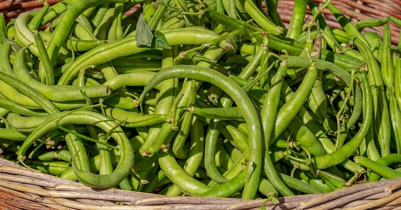 Santé et alimentation du husky nain