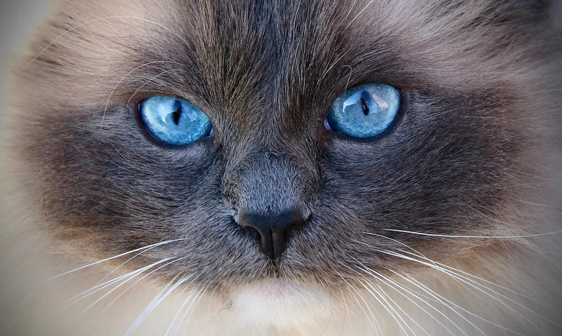 Quels sont les vrais inconvénients de la race Ragdoll ?