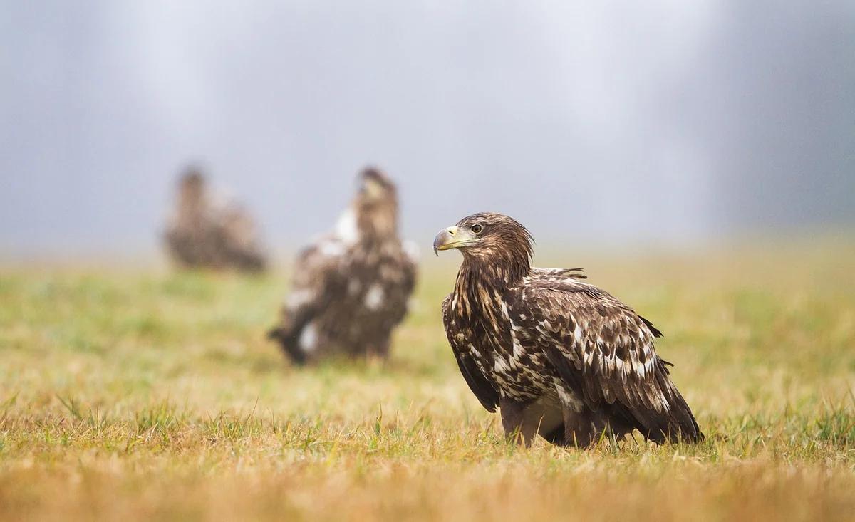 aigles
