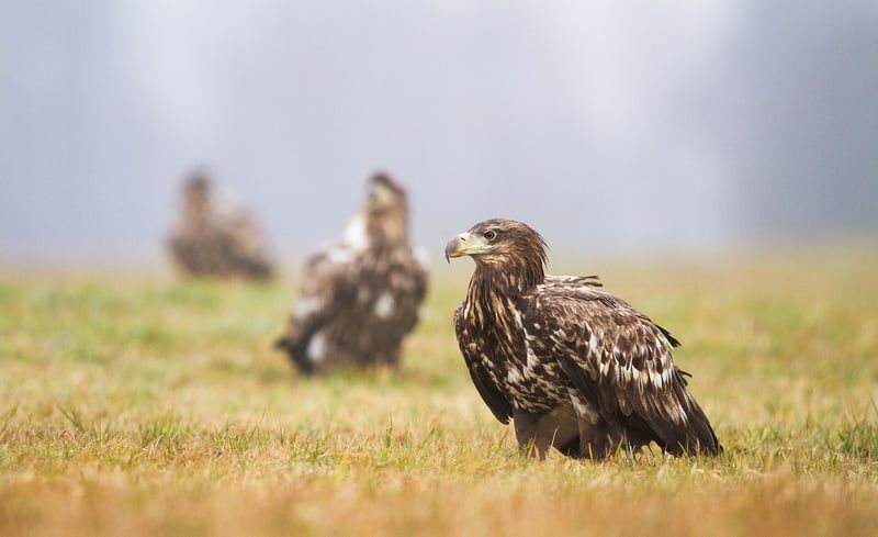aigles