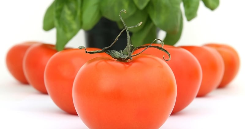Cultiver un plant de tomate cerise : nos secrets pour une récolte généreuse