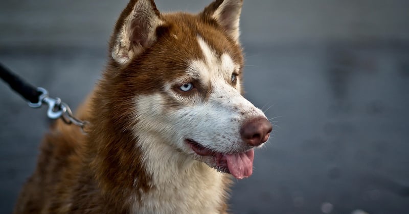 animal