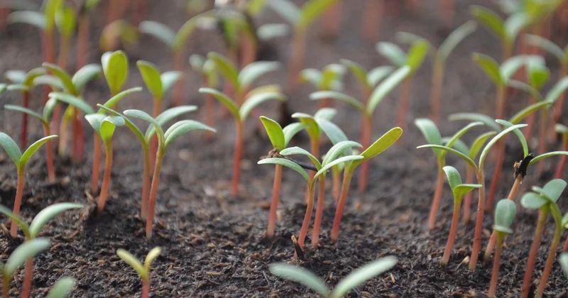 Les conditions de germination que personne ne vous explique