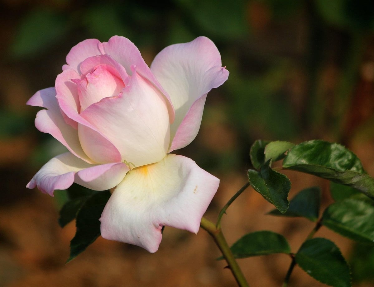 rose