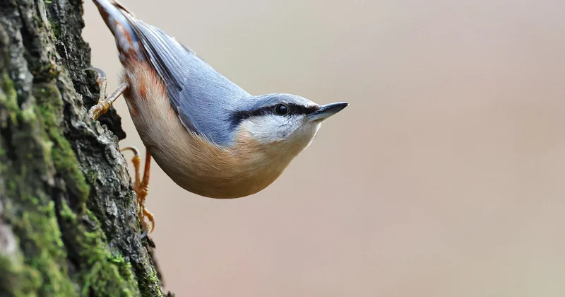 Sittelle ou pas sittelle ? Le piège des espèces cousines
