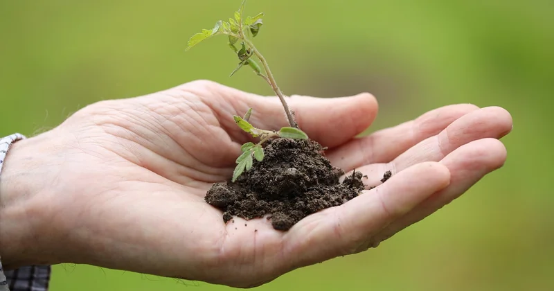 Quand planter les tomates cerises en 2026 ?
