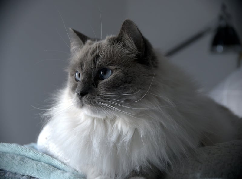 Prix ragdoll 2026 : combien coûte un chat de race en France ?