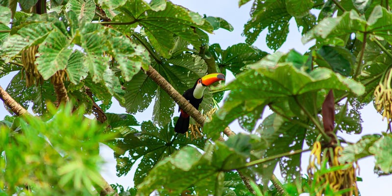 Le toucan toco en 2026 : tout savoir sur cet oiseau emblématique