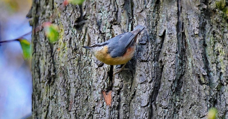 La sittelle, cet oiseau acrobate qui descend les troncs la tête en bas