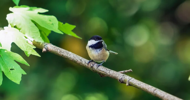 Un chant qui porte loin : le répertoire sonore de la mésange noire
