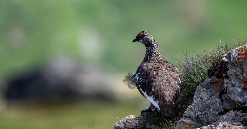 Perdrix grise de montagne : une histoire à part