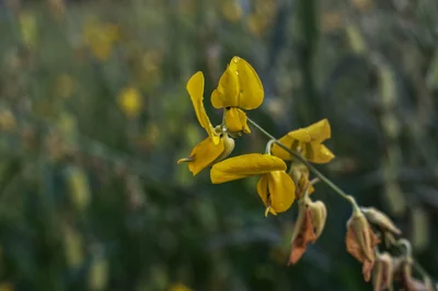 quelles sont les fleurs jaunes