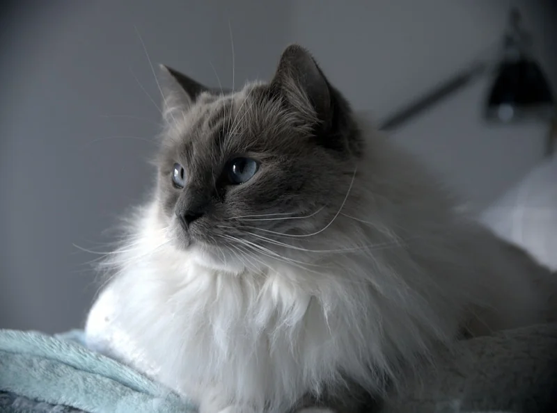 Quelle est la durée de vie d'un Ragdoll ?
