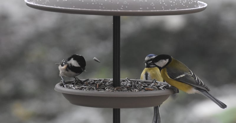La mésange noire, ce petit oiseau discret qui mérite toute votre attention