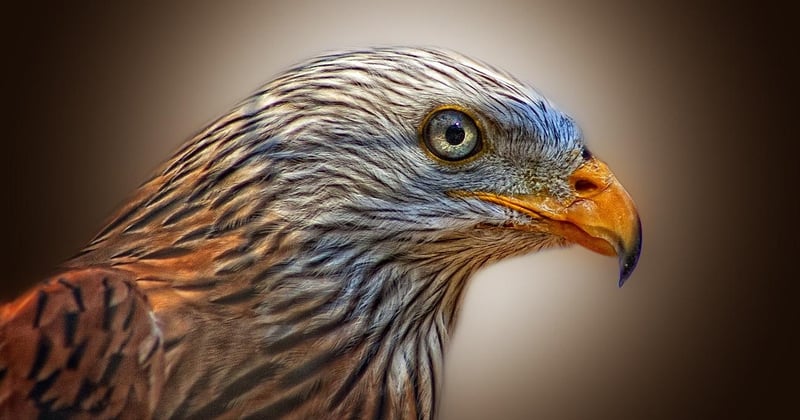 Découvrez les secrets fascinants du milan oiseau dans son habitat naturel
