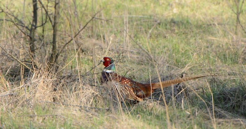 Découvrez le fascinant faisan de Colchide : tout savoir sur cet oiseau majestueux