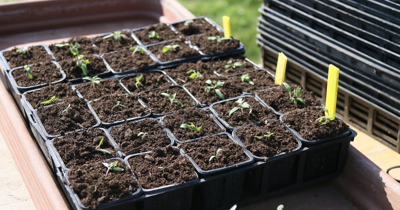 Semis de tomates : le guide simple pour des plants vigoureux