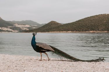 découvrez l'importance des mots-clés de longue traîne pour améliorer votre stratégie seo. apprenez comment les utiliser pour attirer un trafic ciblé vers votre site web et augmenter votre visibilité en ligne.
