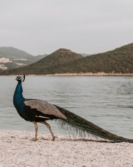 découvrez l'importance des mots-clés de longue traîne pour améliorer votre stratégie seo. apprenez comment les utiliser pour attirer un trafic ciblé vers votre site web et augmenter votre visibilité en ligne.