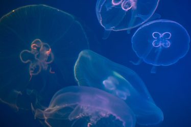 découvrez l'optimisation d'image, une technique essentielle pour améliorer la vitesse de chargement de votre site web et offrir une meilleure expérience utilisateur. apprenez à compresser vos images sans perte de qualité et à choisir les bons formats pour un référencement efficace.