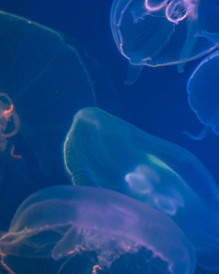 découvrez l'optimisation d'image, une technique essentielle pour améliorer la vitesse de chargement de votre site web et offrir une meilleure expérience utilisateur. apprenez à compresser vos images sans perte de qualité et à choisir les bons formats pour un référencement efficace.