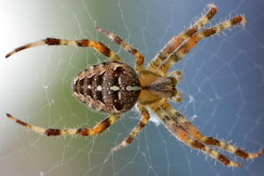 découvrez les core web vitals, des indicateurs essentiels pour évaluer la performance et l'expérience utilisateur de votre site web. optimisez le chargement, l'interactivité et la stabilité visuelle pour améliorer le référencement et la satisfaction des visiteurs.