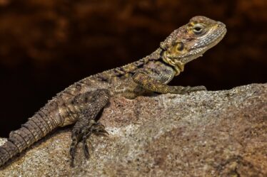 découvrez le concept d'adaptation, ses différents aspects et son importance dans la nature, la société et la technologie. informez-vous sur la manière dont les êtres vivants et les systèmes évoluent pour répondre à leurs environnements changeants.