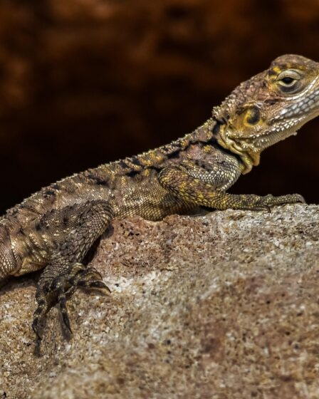 découvrez le concept d'adaptation, ses différents aspects et son importance dans la nature, la société et la technologie. informez-vous sur la manière dont les êtres vivants et les systèmes évoluent pour répondre à leurs environnements changeants.