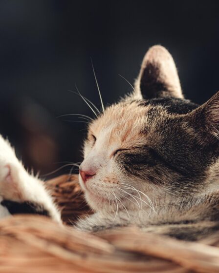 découvrez notre contenu original, riche en informations inédites et créatives, conçu pour captiver et informer notre audience. plongez dans une expérience unique avec des articles authentiques et inspirants !