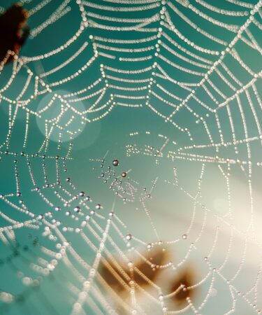 am&eacute;liorez la visibilit&eacute; de votre site web gr&acirc;ce &agrave; des strat&eacute;gies efficaces de r&eacute;f&eacute;rencement et de marketing digital.