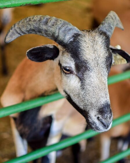 d&eacute;couvrez le fest-noz, une f&ecirc;te traditionnelle bretonne anim&eacute;e par la musique et la danse folklorique, r&eacute;unissant communaut&eacute;s dans une ambiance conviviale et festive.