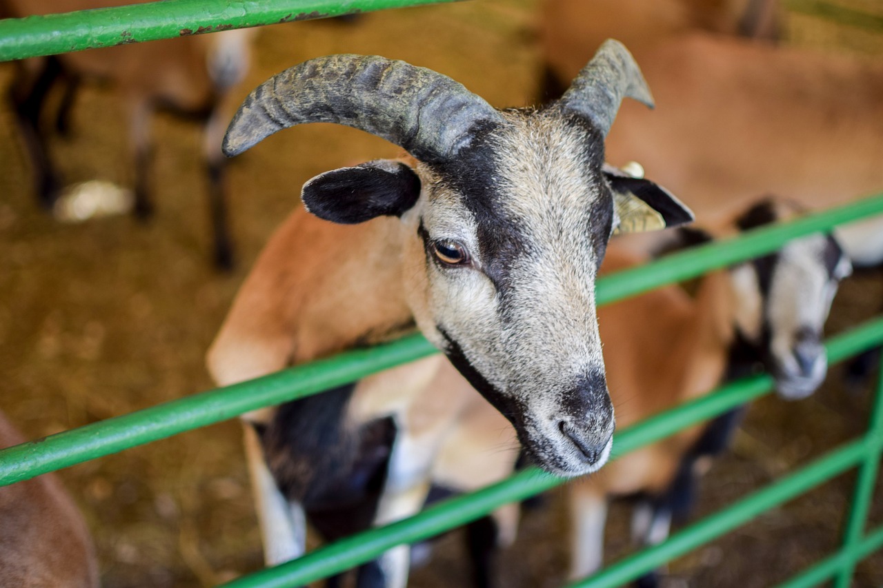 d&eacute;couvrez le fest-noz, une f&ecirc;te traditionnelle bretonne anim&eacute;e par la musique et la danse folklorique, r&eacute;unissant communaut&eacute;s dans une ambiance conviviale et festive.