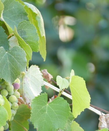 d&eacute;couvrez des strat&eacute;gies g&eacute;ographiques efficaces pour les pme du secteur informatique afin d'optimiser leur d&eacute;veloppement et leur pr&eacute;sence sur les march&eacute;s locaux et internationaux.