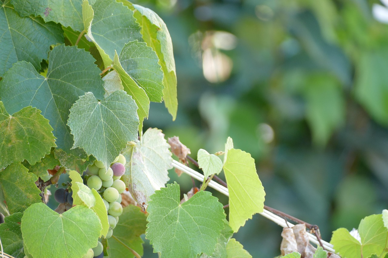 d&eacute;couvrez des strat&eacute;gies g&eacute;ographiques efficaces pour les pme du secteur informatique afin d'optimiser leur d&eacute;veloppement et leur pr&eacute;sence sur les march&eacute;s locaux et internationaux.